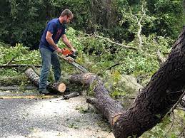 How Our Tree Care Process Works  in  Seabrook Farms, NJ