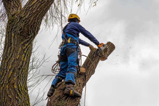 Best Tree Maintenance Programs  in Seabrook Farms, NJ