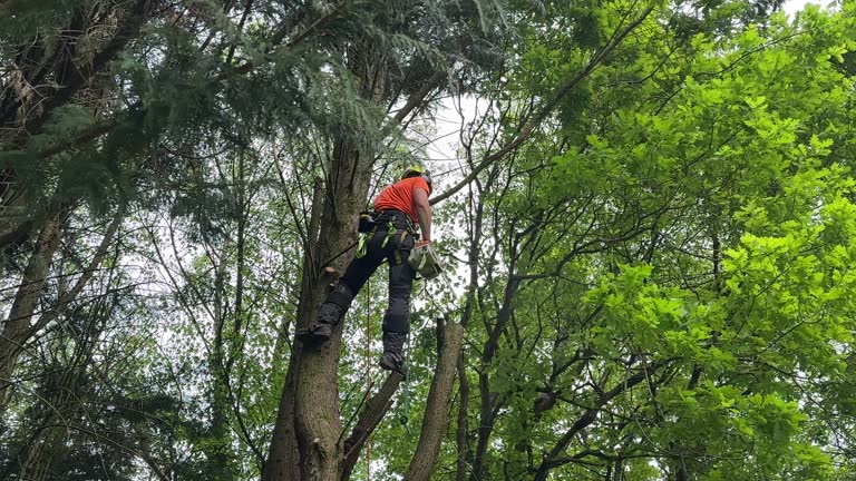 Best Utility Line Clearance  in Seabrook Farms, NJ