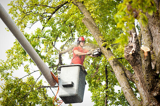 Best Root Management and Removal  in Seabrook Farms, NJ